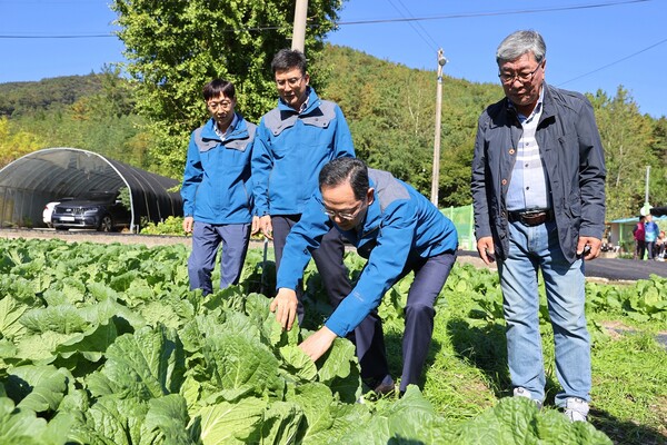 해남배추의 생육 상황을 점검하기 위해 농가를 방문하고 있다. 
