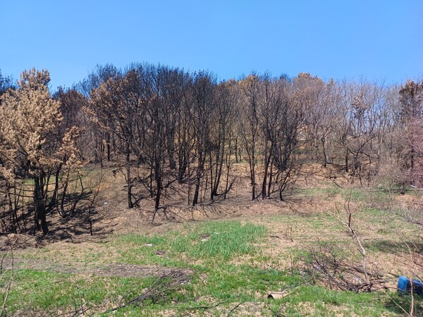 시커멓게 타거나 연기로 누렇게 떠서 죽은 나무들이 경정1리에서 경정3리를 거쳐 석동마을까지 가는 영덕대게로를 뒤덮고 있다. 김태현 기자