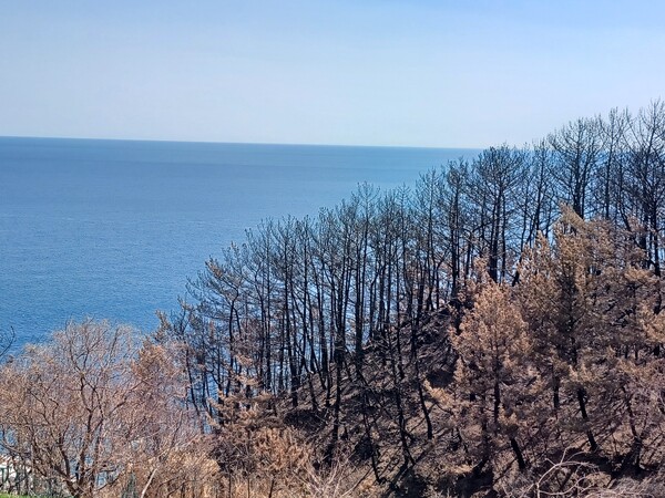 불길이 산을 타고 영덕대게로를 넘어 석리 바닷가 따개비마을 쪽으로 내려간 흔적이 보인다. 김태현 기자
