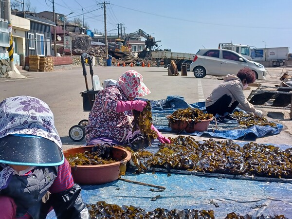 어선으로 수확해 온 미역을 포구에 널어 말리는 영덕군 노물리 이재민들. 김태현 기자