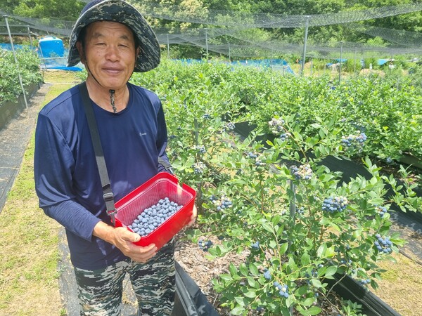 블루베리 수확 모습.사진/강진군