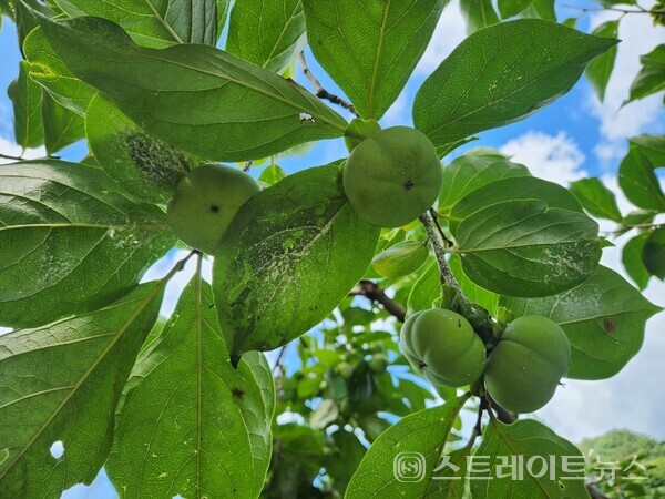 미국선녀벌레 피해 사례.사진/영암군