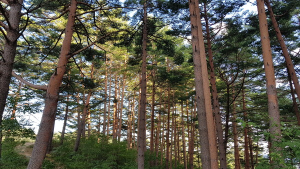 경북 울진군은‘울진금강송 산지농업시스템’이 는 31일 이탈리아 로마 FAO(세계식량농업기구) 본부에서 개최되는‘2025 세계중요농업유산 인증서 수여식(GIAHS Certificate Award Ceremony)’에서 인증서를 수여 받는다고 밝혔다.(사진=울진군)