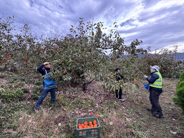 하동군산립조합 임직원들이 악앙면 대봉감 재배 농가를 방문해 일손돕기 활동을 하고 있다. 하동군산립조합 제공